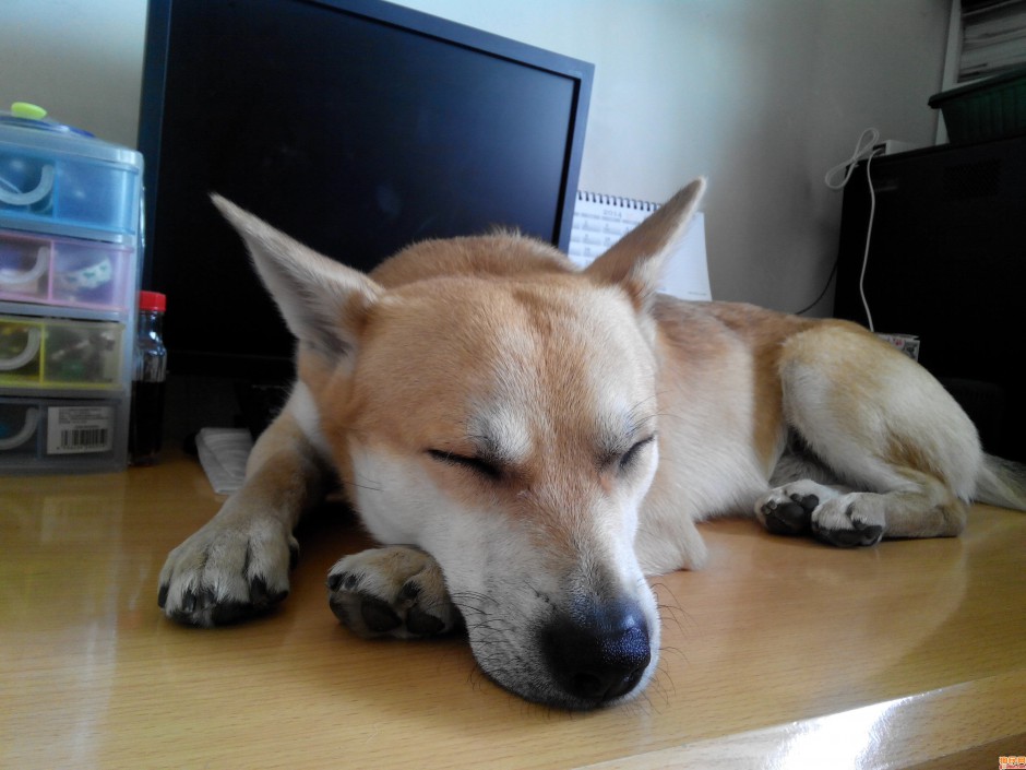 中华田园犬慵懒入睡图片