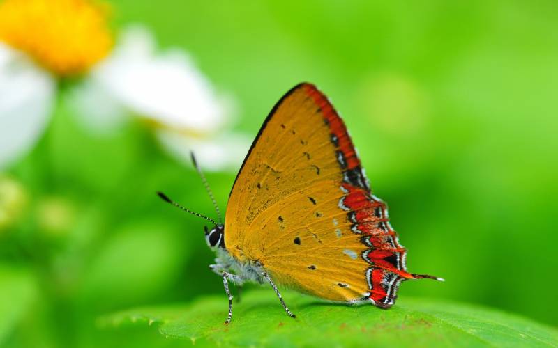 树林里的美丽蝴蝶精美高清摄影图集