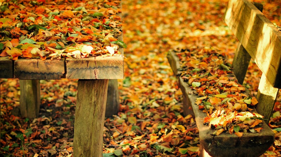 秋天公园树林红叶风景图片壁纸