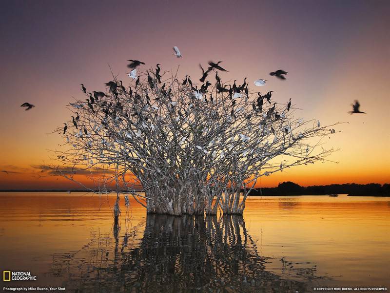 鹦鹉孔雀世界地理动物图片
