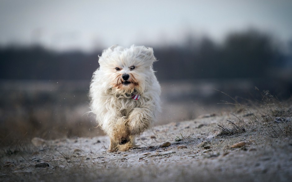 可爱宠物狗狗小哈瓦那犬写真壁纸