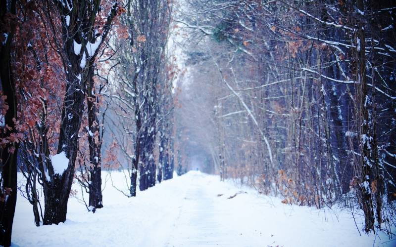 美丽的冬天雪景精美桌面壁纸