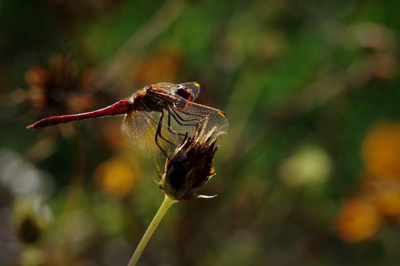 枝头停住的红蜻蜓图片