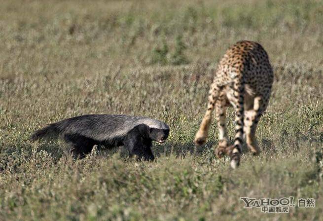 猎豹妈妈保护三只小猎豹 全力吓退凶猛蜜獾