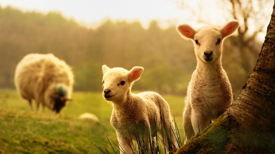 温顺可爱的澳大利亚绵羊图片