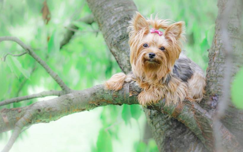 丝毛梗犬图片神态顽皮逗人