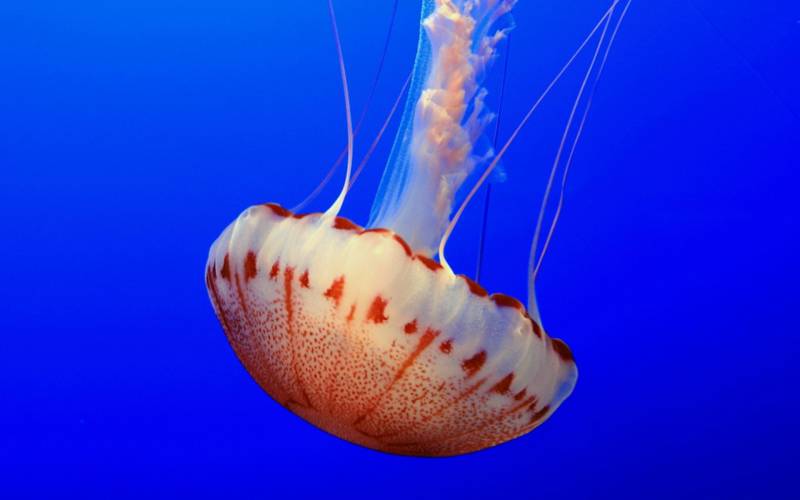 奇妙海洋奇异海底生物精美高清图片