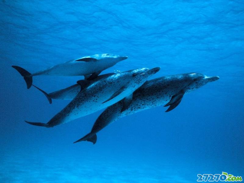 海洋精灵 海豚