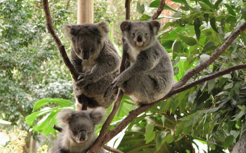 澳大利亚树袋熊考拉可爱图片大全