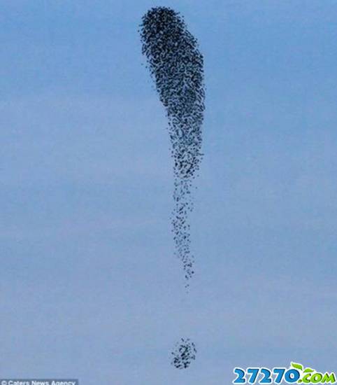 鸟群迁徙现壮观场景 高空上演立体图形秀