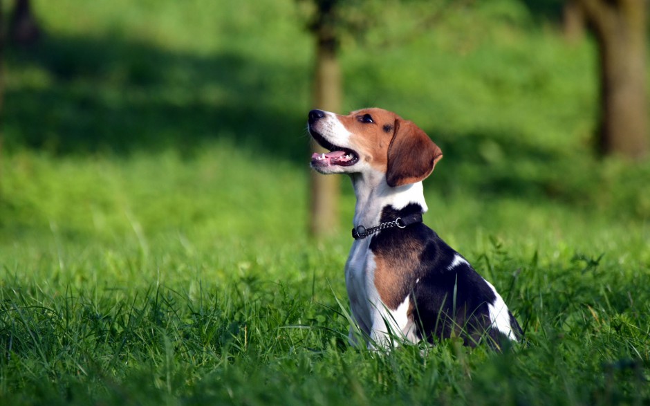 超萌狗狗英国比格犬调皮耍宝图片
