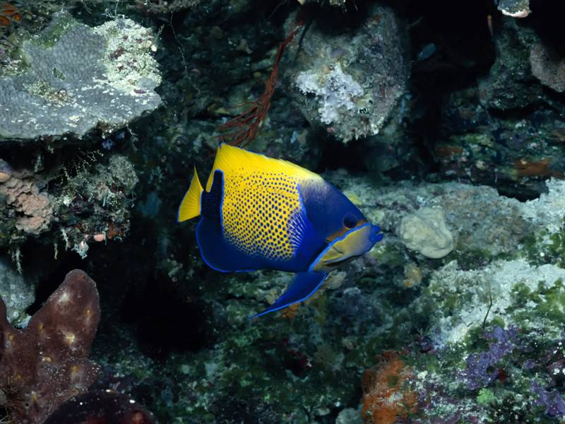 栖息于海底的鱼类动物图片