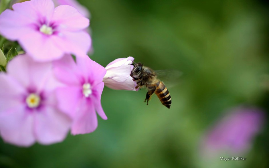花园蜜蜂采蜜图片微距壁纸