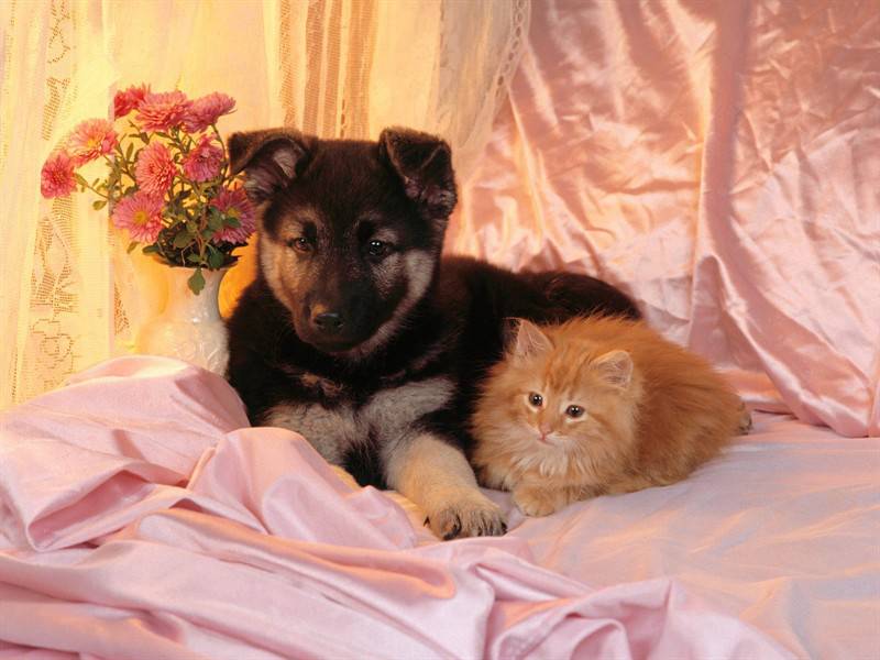 小猫咪狗狗可爱合照萌图