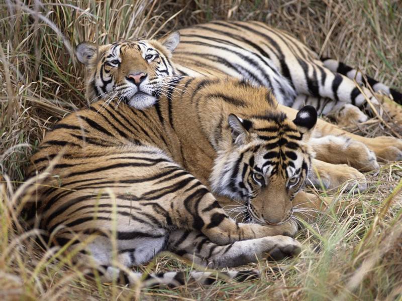 斑马老虎高清动物图片合集