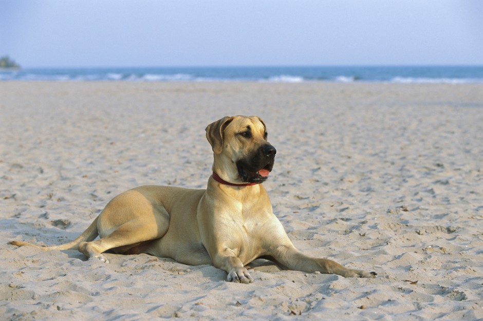 大丹犬沙滩慵懒歇息图片