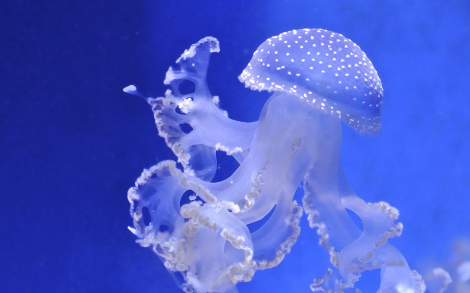 妙曼多彩的微生物水母高清图片