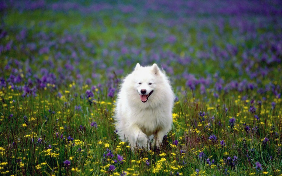 白色萨摩犬春天公园欢乐玩耍图片