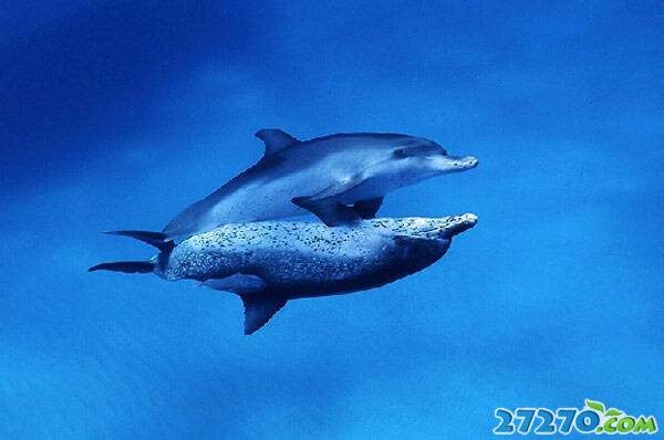 海的世界 海洋动物