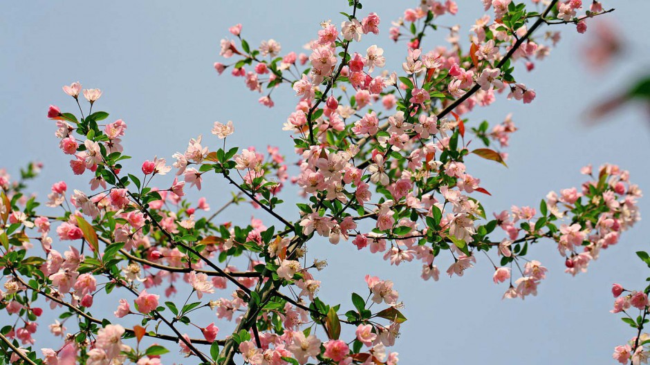 春天优美鲜花风景图片大全