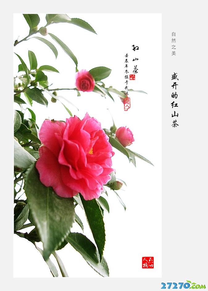 盛开红红的山茶花