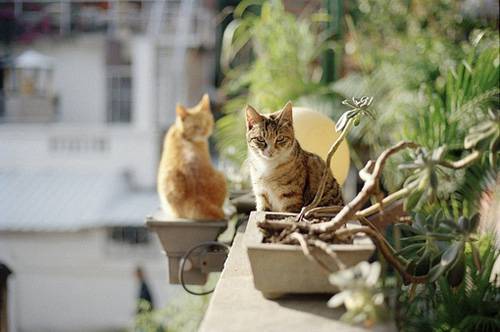 可爱猫咪居家呆萌生活照