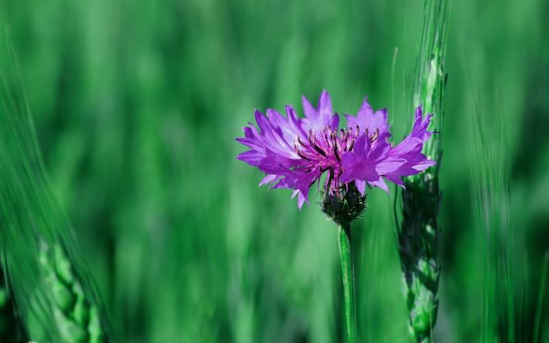 超梦幻蓝色矢车菊唯美意境图片