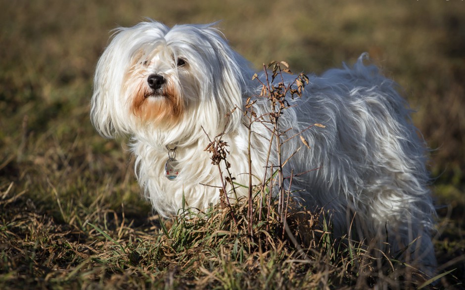 可爱宠物狗狗小哈瓦那犬写真壁纸