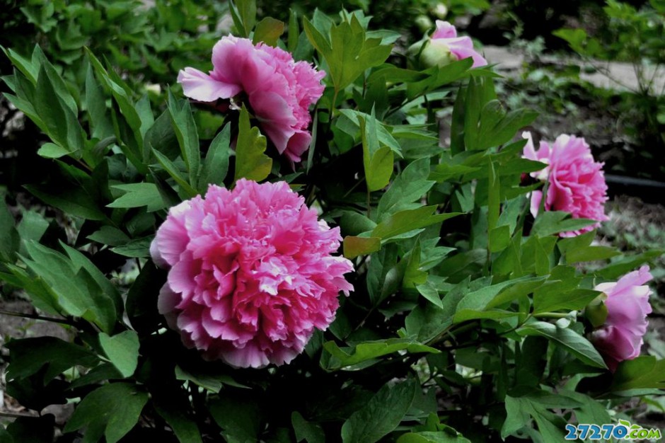 高清花园唯美杜丹