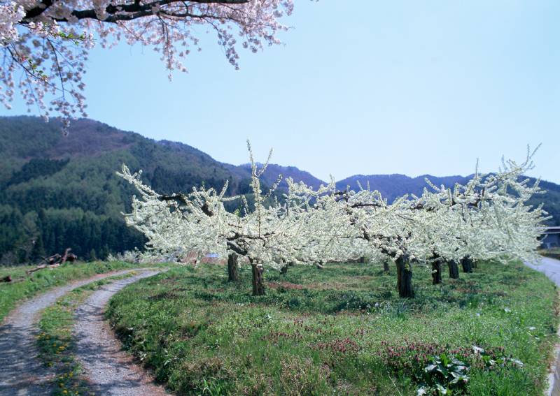 生机勃勃的春天美景图片