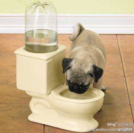 狗狗的搞笑图片之创意饮水机