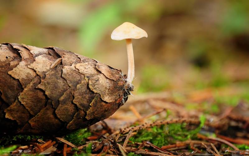 大自然里的蘑菇高清图片合集