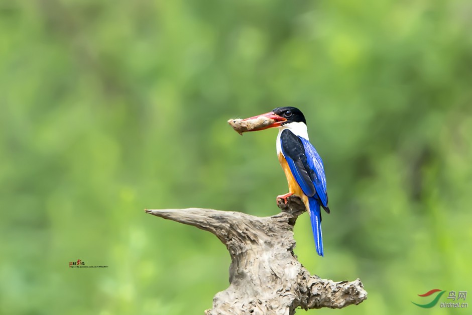 广西荆棘鸟吃虫子图片