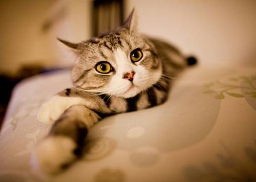 搞怪萌猫可爱抓拍图片分享