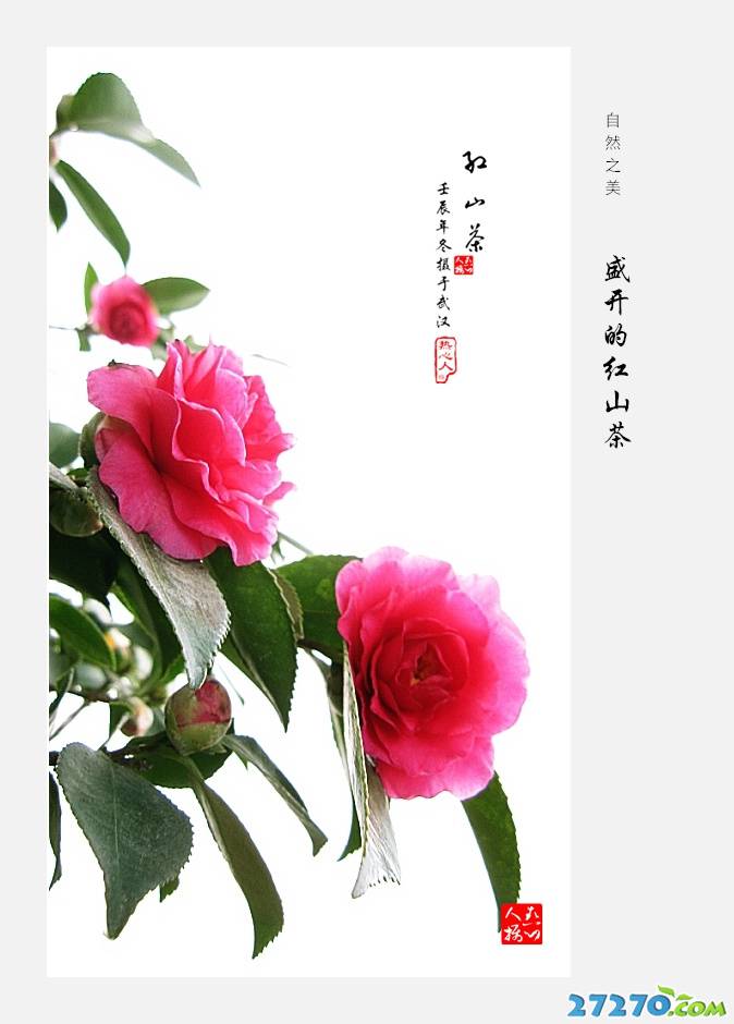 盛开红红的山茶花