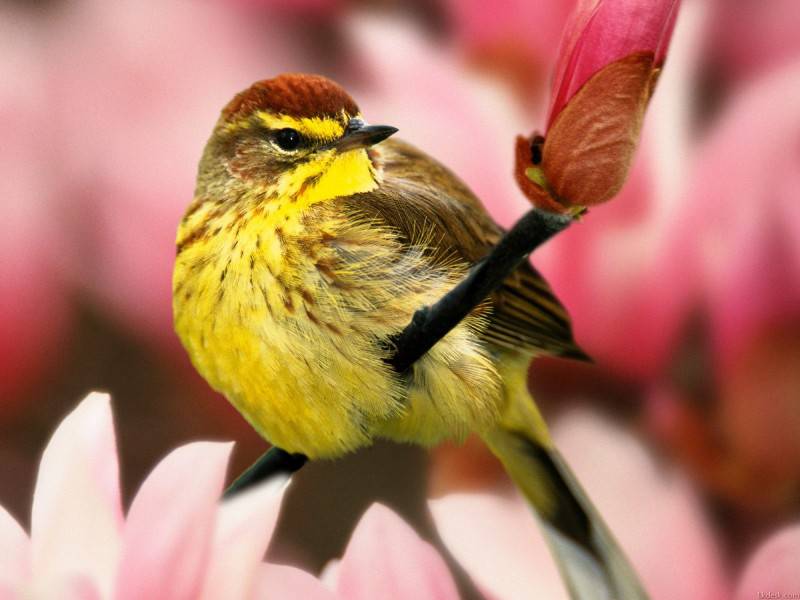 自然界五颜六色的可爱小鸟图片