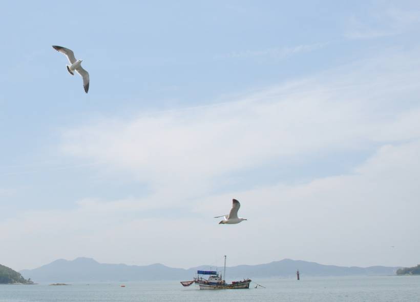 海鸥唯美高清图片