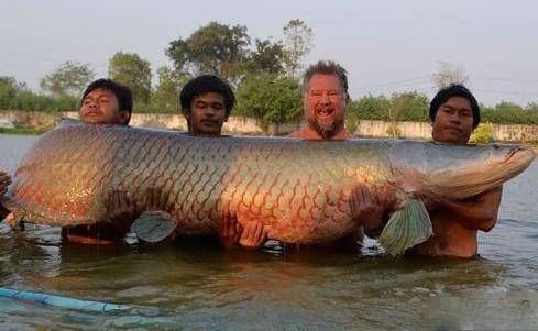 460斤巨滑舌鱼被钓起 体型超级巨大令人震惊