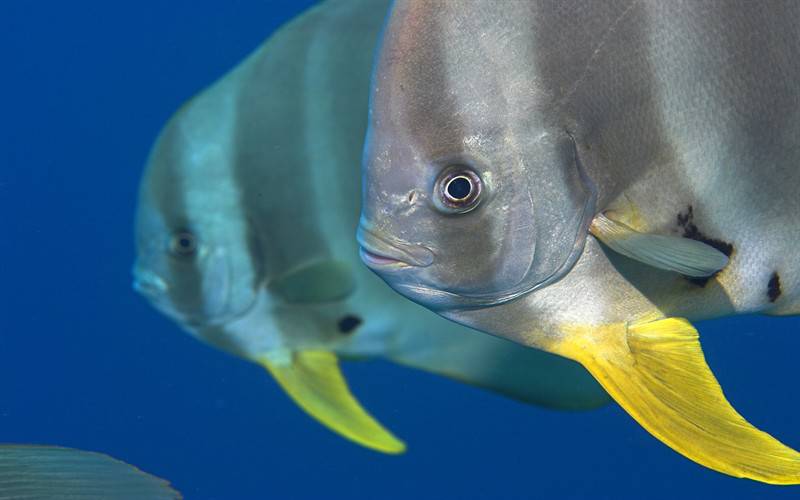 海葵珊瑚海底世界生物组图