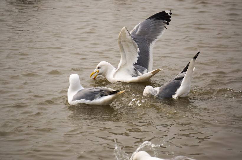 鸟类图片大全水中游玩的海鸥
