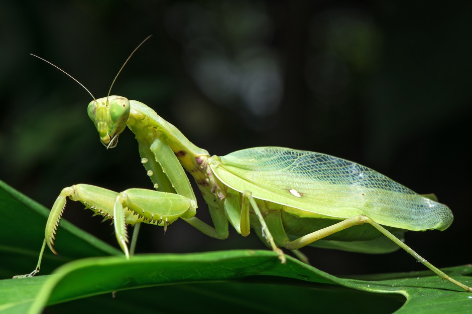 昆虫王者凶悍的螳螂高清图片