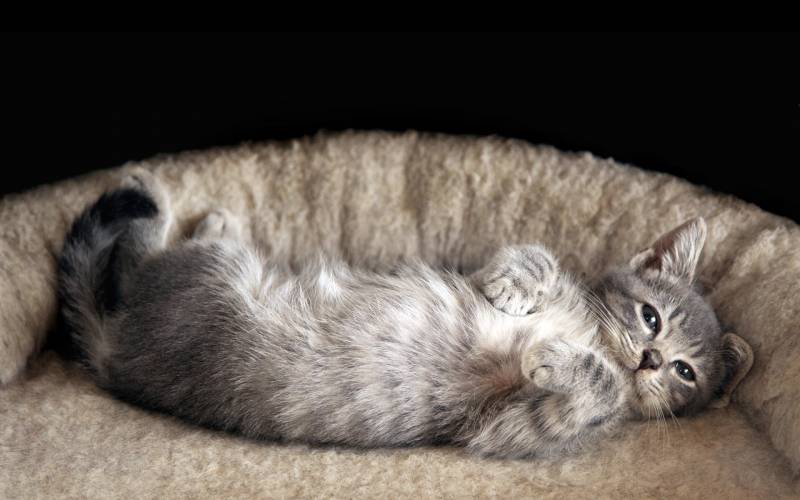 可爱懒睡的小猫摄影图片