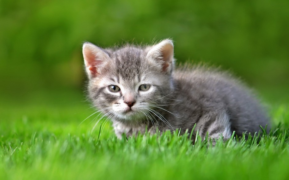 可爱卖萌喵星人壁纸专辑精选