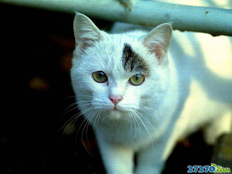 非主流可爱猫咪