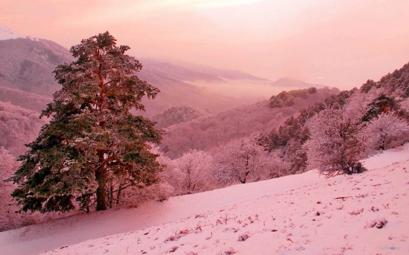 冬日傲霜斗雪的松树高清图片