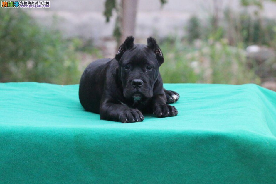 黑色的卡斯罗犬幼犬图片