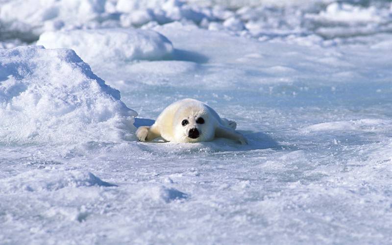 极地野生海狮海豹动物图片