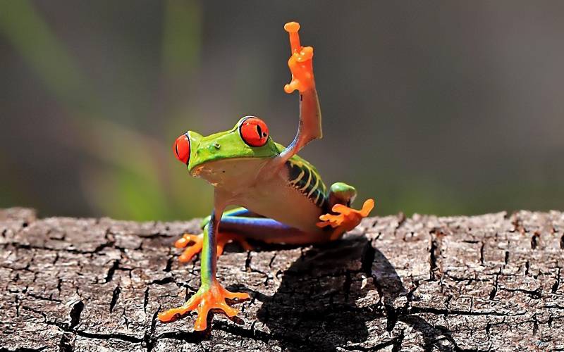 活蹦乱跳的青蛙高清晰图片