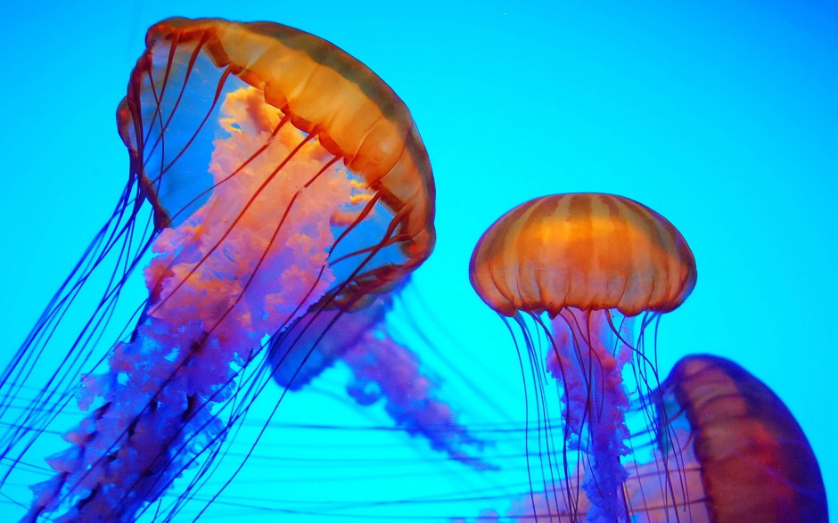 妙曼多彩的微生物水母高清图片