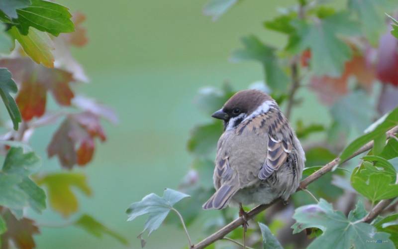 叽叽喳喳的麻雀桌面高清壁纸